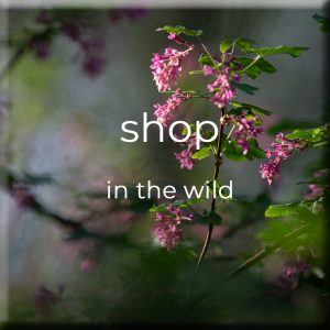 shop • in the wild